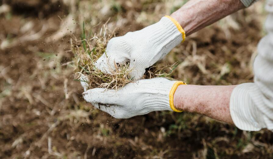 Person hält Unkraut in den Händen
